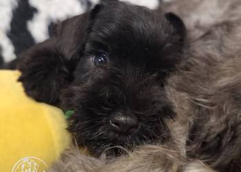 Sznaucer miniaturowy czarny rodowód FCI/ZKwP