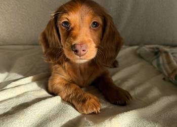 Jamnik długowłosy miniaturowy gold gen kremowy