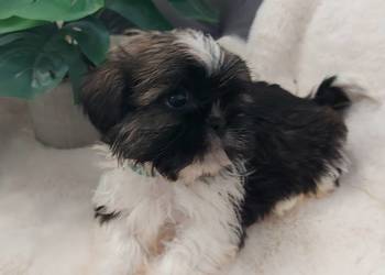 Piesek shih tzu
