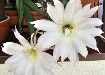 Kaktus Echinopsis Królowa nocy
