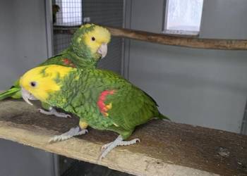 Amazonka Oratrix, żółtogardła 1.1 2021