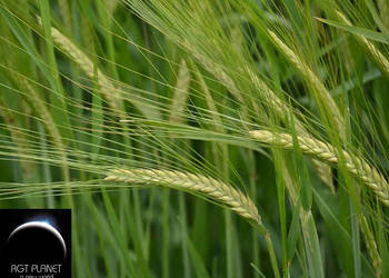 Jęczmień jary RGT Planet Top Farms browarny