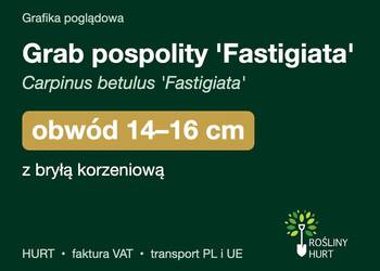 Grab pospolity 'Fastigiata' obwód 14-16 cm, z bryłą – HURT
