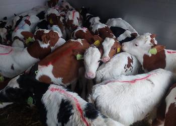 Sprzedam cielęta mięsne