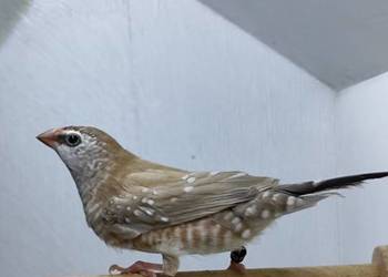 Czereszka Zebrzyk samica beżowa 2025