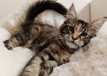 Cudowna koteczka Maine coon