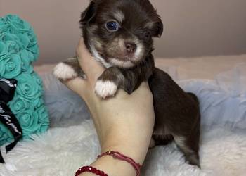 Chihuahua mini piesek czekoladowy długowłosy badania DNA piękny