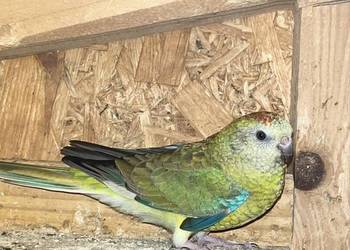 Sprzedam papugę swiergote