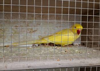 Sprzedam samca aleksandreta obrożna