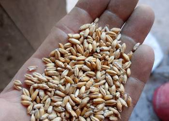 Przenżyto zbiór 2025 i owies z 2025