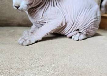 Gotowy do odbioru! *BIAŁY* SFINKS SPH SPHYNX *domowa hodowla*