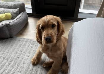 Szczeniak Cocker Spaniel Angielski