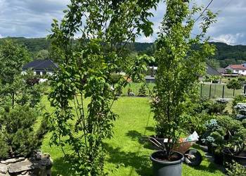 Grab pospolity 'Lucas' (Carpinus betulus 'Lucas') 450cm