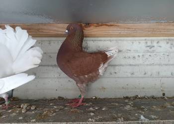 Modena Modeny niemieckie golębie ozdobne kuraki