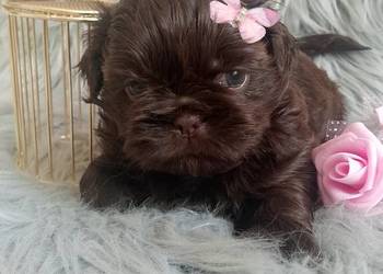 Czekoladowa suczka rasy Shih-Tzu szuka domku