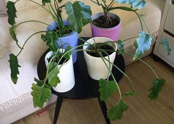 filodendrony Xanadu z ekologicznej domowej uprawy