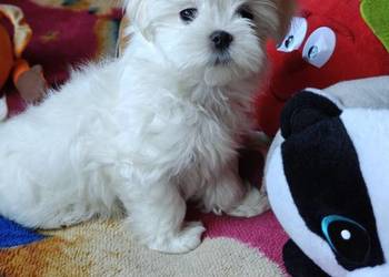 Piesek Maltańczyk Gotowy na zmianę domu