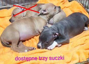 American staffordshire terrier