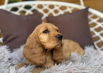 Piękny złoty piesek Cocker Spaniel Angielski rodowód chip wyprawka