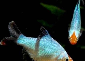 Brzanka sumatrzańska odmiana PLATYNOWA - Puntigrus tetrazona