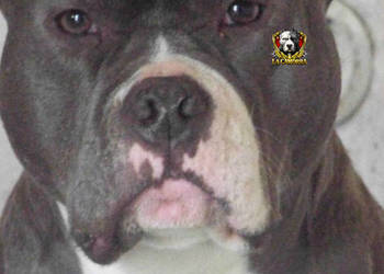 American Staffordshire Terrier Blue Samiec