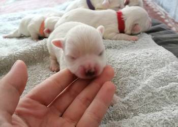 Piękny Maltańczyk z rodowodem