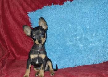 Pinczer ratlerek miniaturka
