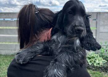 Cocker spaniel angielski Saper.