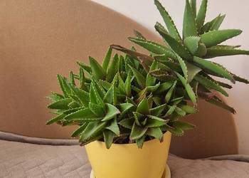 kwiat kwiatek roślina aloes