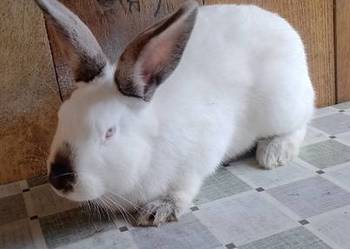 Samica Kalifornia zakocona wykot 28.11.2025