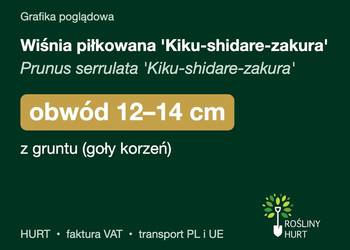 Wiśnia piłkowana 'Kiku-shidare-zakura' obwód 12-14 cm, z gruntu – HURT