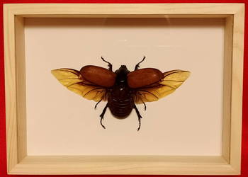 Chrząszcz w ramce 22x16 cm Eupatorus gracilicornis