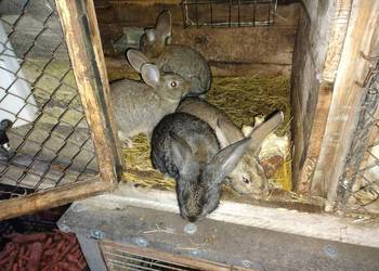 Samiczki po belgu sprzedam