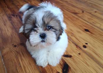 Shih Tzu - piękny szczeniaczek