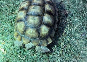 Zółw pustnyy żółw lądowy centrochelys sulcata