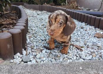 Jamniczek Choco merle Czekoladowy Duschand Dackel