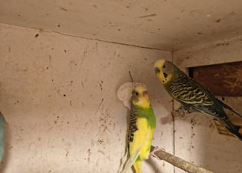 Sprzedam papugi faliste