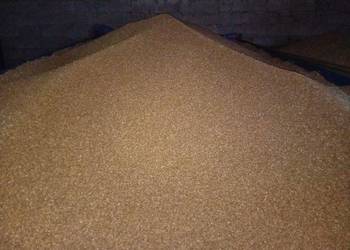 Sprzedam PSZENICĘ pszenica do siewu