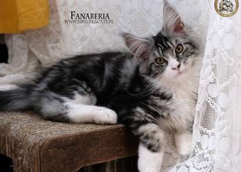 Srebrzysta kotka o pięknym kontraście maine coon