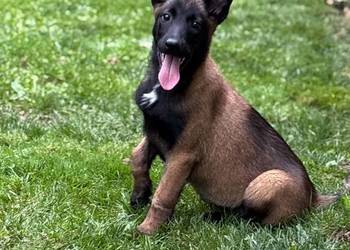 Owczarek belgijski malinois