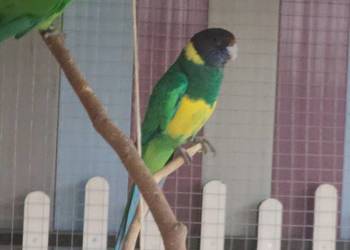 Papuga Barnard