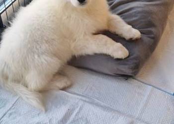 Szczeniaki rasy samoyed gotowe do odbioru