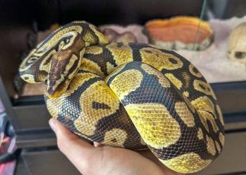 Pyton królewski z dokumentami + terrarium z wyposażeniem