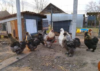 Koguty Silka PROMOCJA