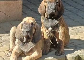 Szczeniaczki fila brasileiro