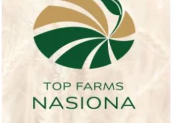 Pszenica jara QUINTUS - oścista