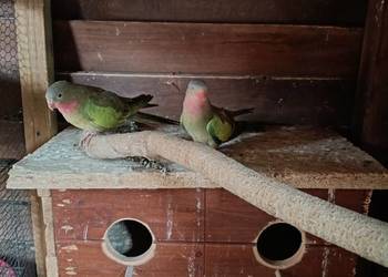 Księżniczki Walii para