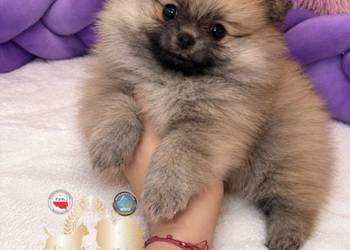 Sunia mini szpic miniaturowy pomeranian Orange Sable badania DNA !
