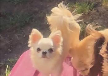 Chihuahua sunia długowłosa FCI