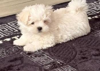 Sprzedam pieska i suczkę z rodowodem po pięknych rodzicach